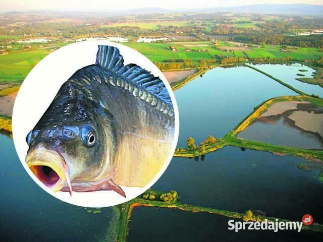 Karp Zatorski oryginał !!!!