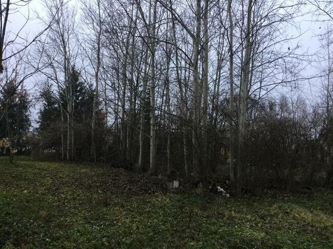 Topole na pniu sprzedam