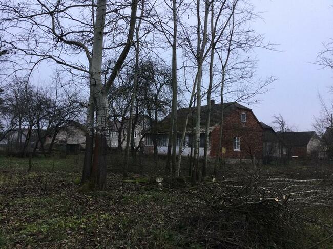 Topole na pniu sprzedam