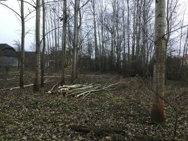 Topole na pniu sprzedam