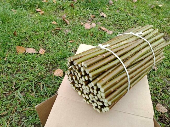 Sadzonki wierzby energetycznej Salix Viminalis