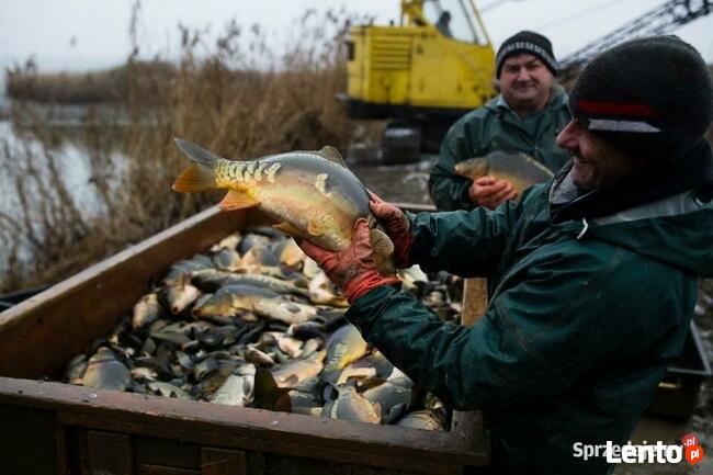Karp Zatorski oryginał !!!!