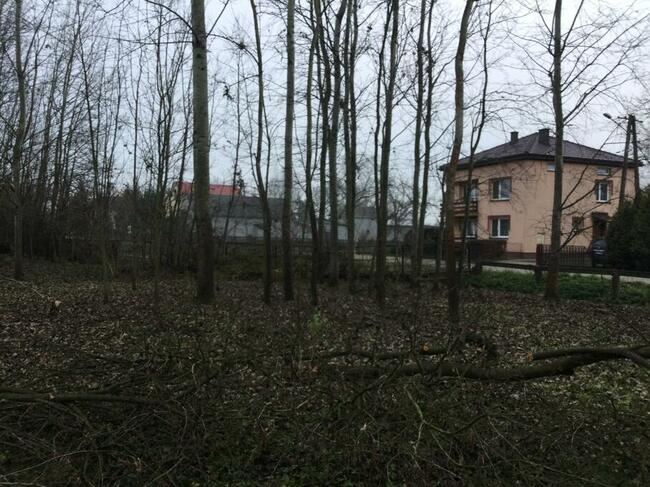 Topole na pniu sprzedam