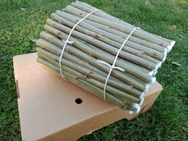 Topola energetyczna Hybryda sadzonki sztobry 100 szt