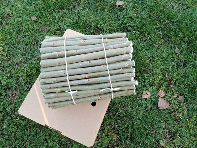 Topola energetyczna Hybryda sadzonki sztobry 100 szt