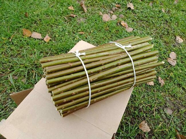 Sadzonki wierzby energetycznej Salix Viminalis