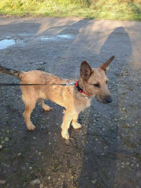 6 miesięczna Flauszi - żywe sreberko szuka kochającego domu!