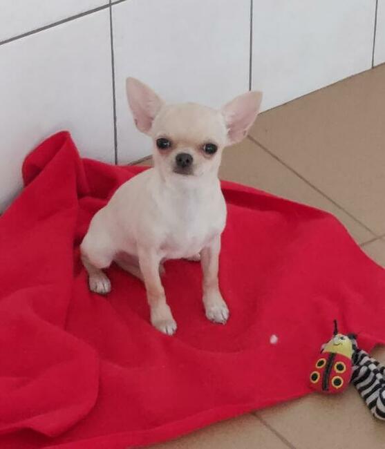 Chihuahua piesek krótkowłosy ZKWP FCI