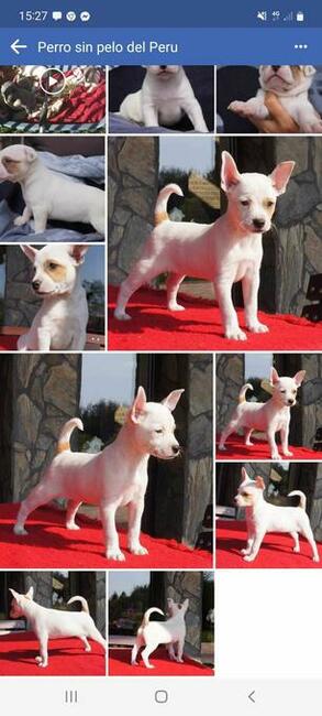 Pies peruwiański szczenię z włosem ZKWP