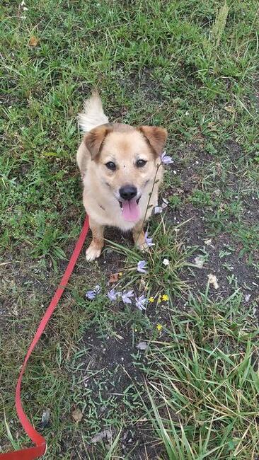 SZAFIR pogodny proludzki psiak szuka PILNIE dobrego domku