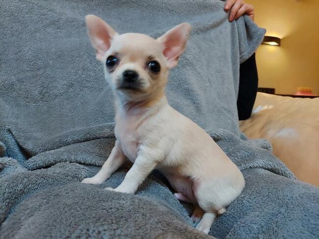 Chihuahua piękna sunia rodowód ZKWP