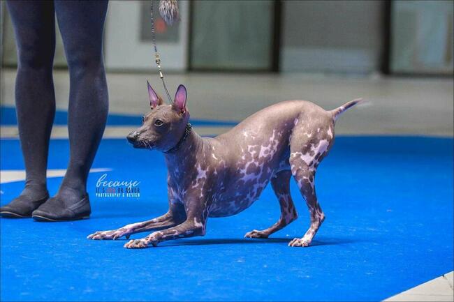 Pies peruwiański szczenię z włosem ZKWP
