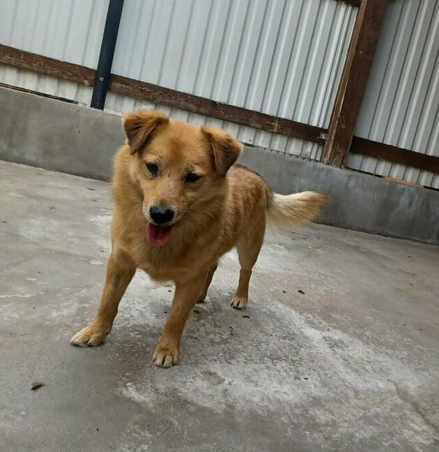 SZAFIR pogodny proludzki psiak szuka PILNIE dobrego domku