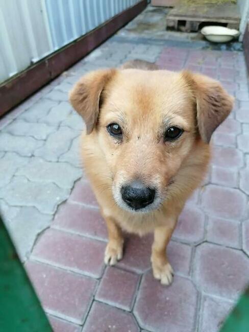 SZAFIR pogodny proludzki psiak szuka PILNIE dobrego domku