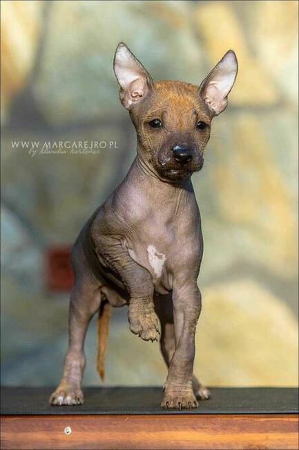 Pies peruwiański szczenię z włosem ZKWP