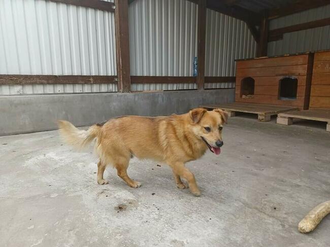 SZAFIR pogodny proludzki psiak szuka PILNIE dobrego domku