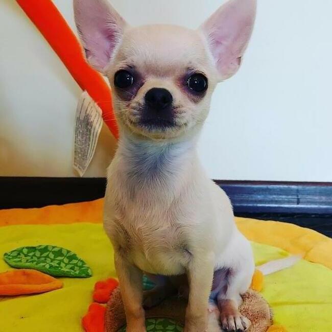 Chihuahua piesek krótkowłosy ZKWP FCI