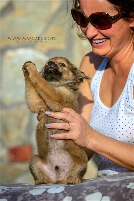 Pies peruwiański szczenię z włosem ZKWP
