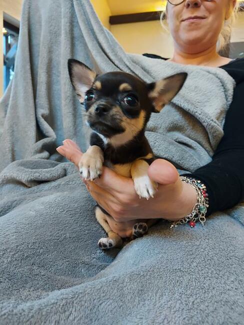 Chihuahua piękna sunia rodowód ZKWP