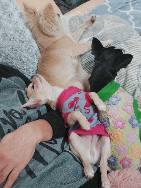 Chihuahua piękna sunia rodowód ZKWP