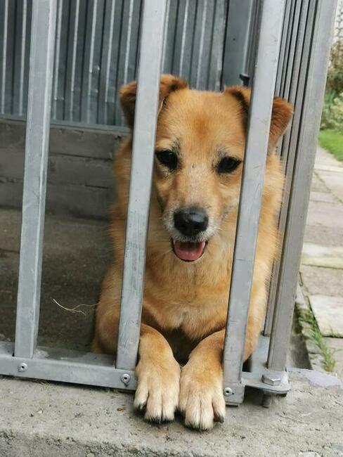 SZAFIR pogodny proludzki psiak szuka PILNIE dobrego domku