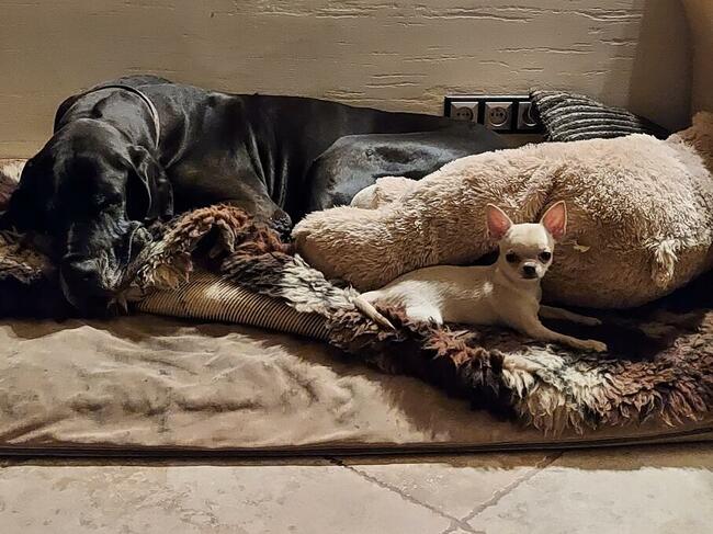 Chihuahua piesek krótkowłosy ZKWP FCI