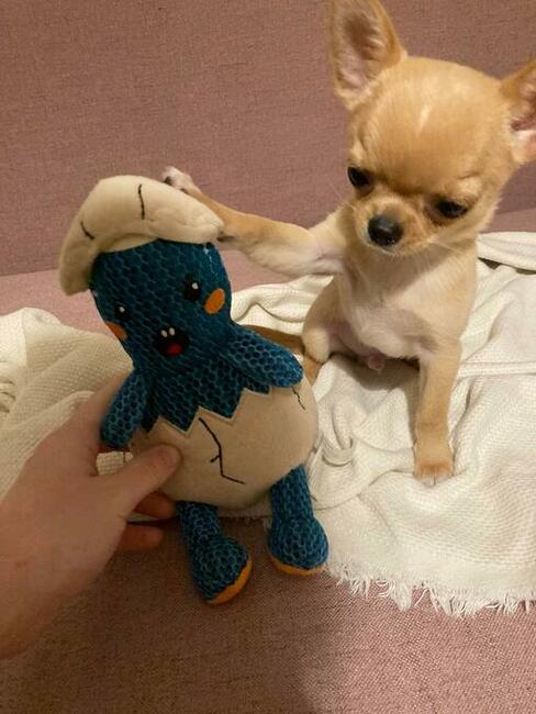 Chihuahua piesek krótkowłosy ZKWP FCI