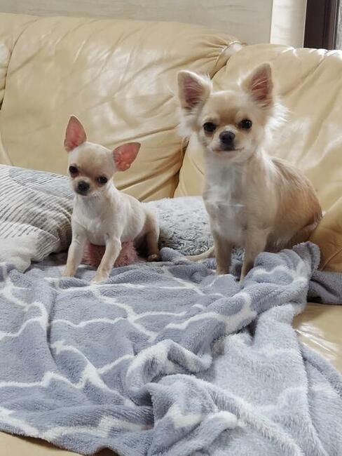 Chihuahua piesek krótkowłosy ZKWP FCI