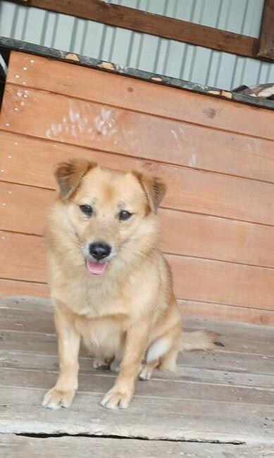 SZAFIR pogodny proludzki psiak szuka PILNIE dobrego domku