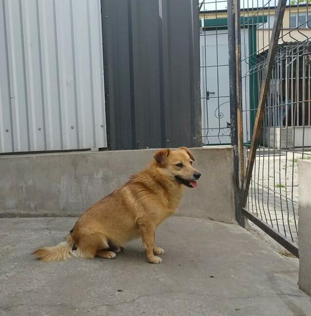 Przyjacielski psiak bardzo źle znosi pobyt w schronie