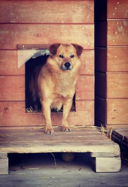 SZAFIR pogodny proludzki psiak szuka PILNIE dobrego domku