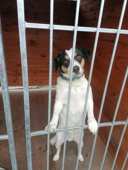 Młody pozytywny psiak kochający ludzi BŁAGA o wspaniały dom