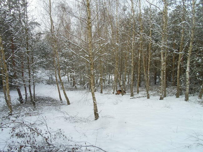 Sprzedam działkę w lesie nad jeziorem