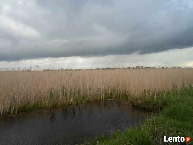 Trzcina na eko-brykiet opałowy