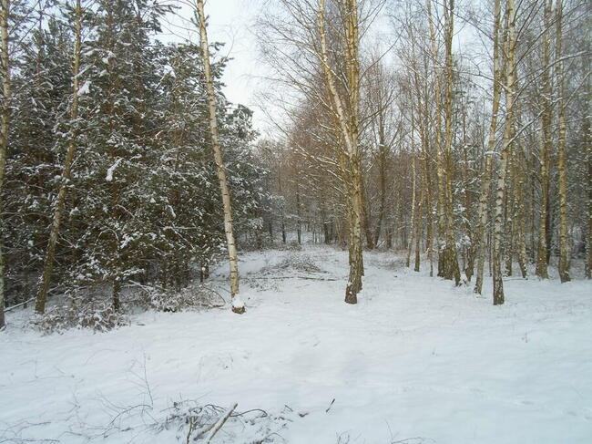 Sprzedam działkę w lesie nad jeziorem