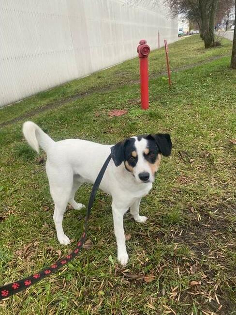 Młody pozytywny psiak kochający ludzi BŁAGA o wspaniały dom