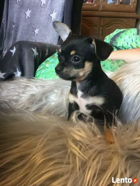 Chipin - chihuahua - pinczer szczeniaki