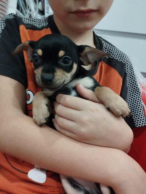 Chipin - chihuahua - pinczer szczeniaki