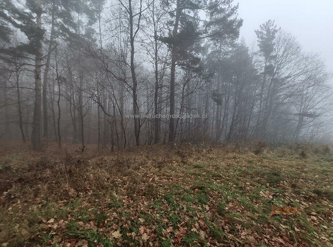 Działka leśna Gorzeń Dolny gm. Wadowice