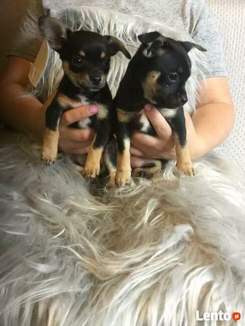 Chipin - chihuahua - pinczer szczeniaki