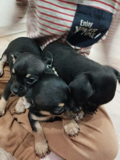 Chipin - chihuahua - pinczer szczeniaki