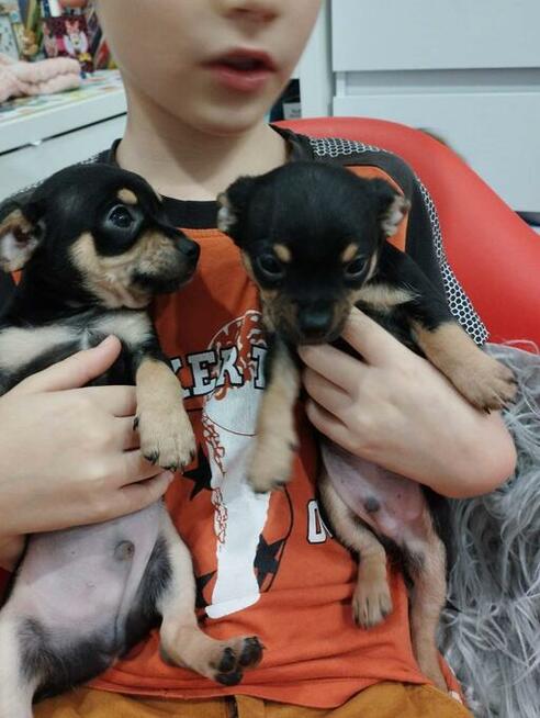 Chipin - chihuahua - pinczer szczeniaki