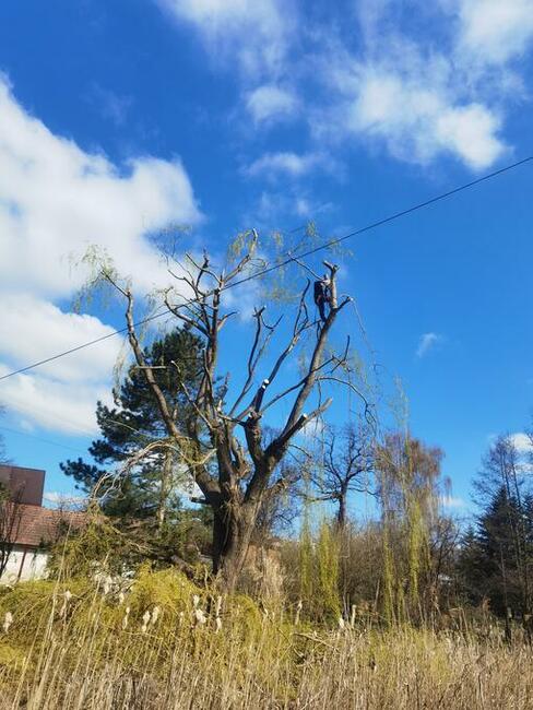 Wycinka przycinka drzew, Przycinanie tui, Karczowanie działe