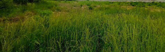 Działka dla dewelopera z WZ Łódź