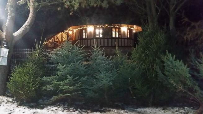 Hurtowa i detalicza sprzedaż choinek z własnej plantacji