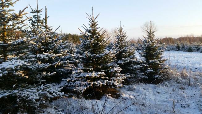 Hurtowa i detalicza sprzedaż choinek z własnej plantacji