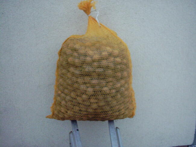 Orzechy Włoskie ,,WYSYŁKA,, 2025 Rok