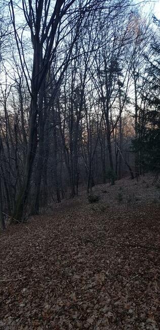 Działka Leśna Lipowe