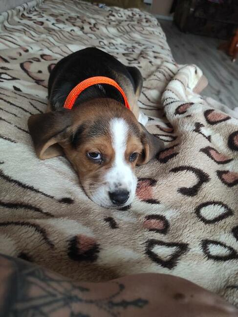 Beagle Beagle