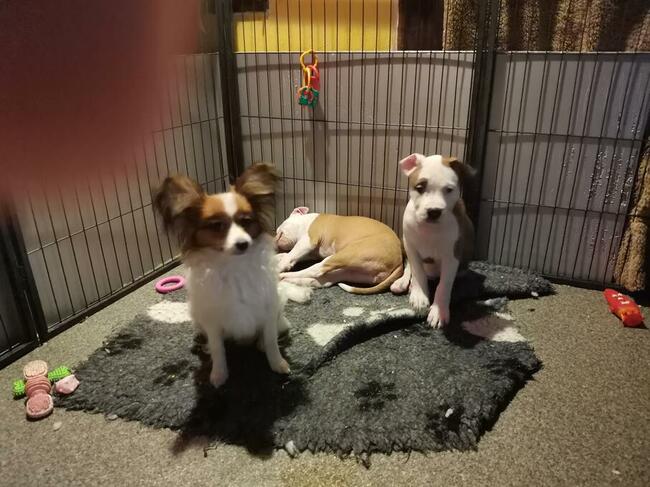 Papillon piękny reproduktor krycie badania rodowód ZKwP /FCI